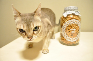 Illustration for article titled Japanese Cats that Look Like Yakuza Are Frighteningly Cute